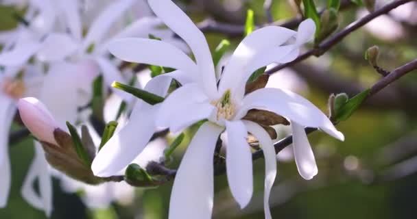 Цветущий Белый Цветок Магнолии Крупным Планом Ветке — стоковое видео