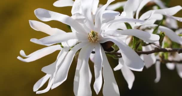 Beautiful Blooming White Magnolia Flowers Close Branch — Video Stock