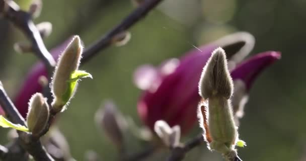 Unopened Pink Magnolia Buds Close Sunny Day — Video Stock