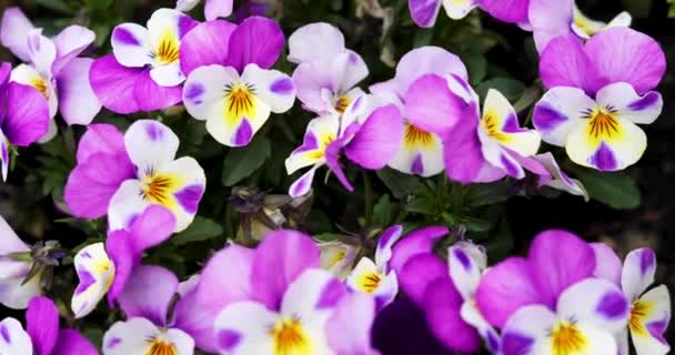 Pequenas Flores Violetas Rosa Florescendo Vista Superior — Vídeo de Stock