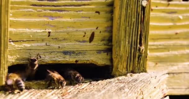 View Working Bees Bringing Flower Pollen Hive Its Paws Honey — Vídeo de stock