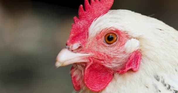 Tête Blanc Poulet Courtier Avec Oeil Clignotant Sur Fond Flou — Video