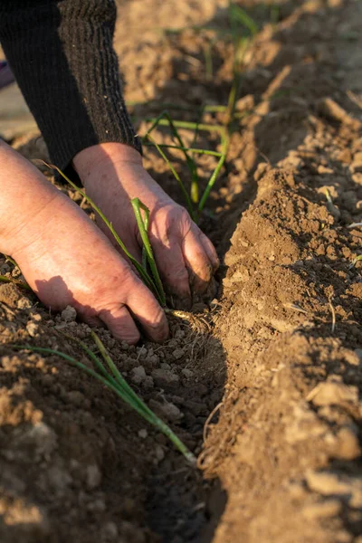 Dışarıdaki bahçedeki toprak yatağın üzerine yeşil soğan ekin.,