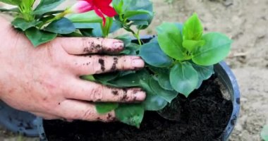 Ev yapımı güzel bir kırmızı çiçeği bir çömlekle toprağa ekin.