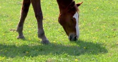 Güneşli bir günde bir tarlada karahindiba yiyen bir atın ağız kapağı.