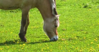 Güzel, kremalı, genç bir at güneşli bir günde karahindiba tarlasında otlar.