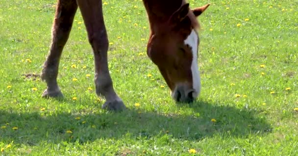 Close Muzzle Horse Eating Dandelions Field Sunny Day — стоковое видео