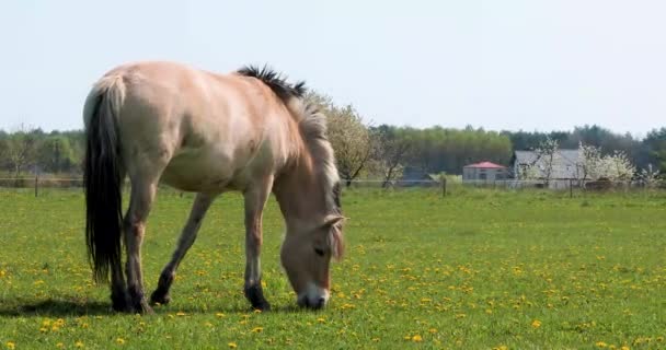 Lonely Brown Horse Grazes Field Dandelions Sunny Day Thunderstorm — Vídeos de Stock