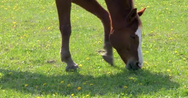 Close Horse Grazing Field Dandelions Sunny Day — Video Stock