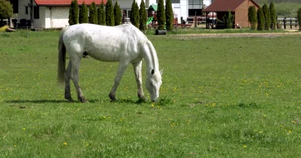 White Horse Grazes Field Noon Hot Sunny Day — ストック動画
