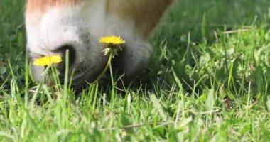 Güneşli bir günde karahindiba ile tarlada otlayan bir atın yakın çekimi.