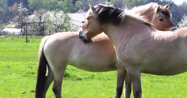 Влюбленные Сливочные Лошади Облизывают Друг Другу Языки Пастбище Поле Одуванчиками — стоковое видео