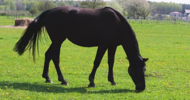 Brown Young Stallion Grazes Field Dandelions Sunny Day Sun — Video Stock