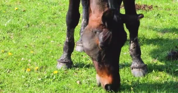 阳光明媚的日子里 一匹灰马和两只马尾辫在田野里的特写镜头口 — 图库视频影像
