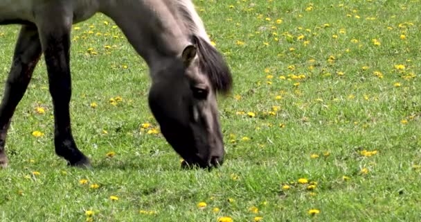 Close Muilkorf Van Een Grijs Paard Twee Kwikstaarten Een Veld — Stockvideo