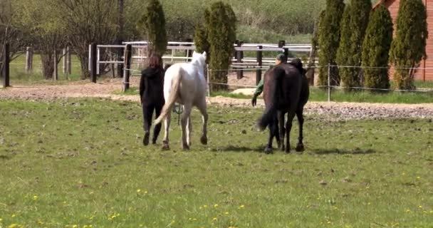 Two Young Girls Back Leading Horses Bridle Home Pasture Noon — Wideo stockowe