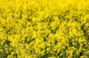 Bulanık sarı şalgam tarlası, sarı doğal arkaplan