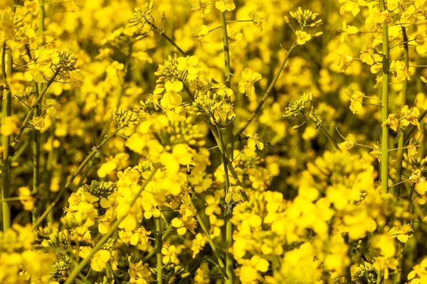 Bulanık çiçekler ve çiçek yaprakları. Çiçek açan sarı raflar. Yakın plan, akşamları yeniden toplanma alanı.