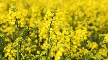 Akşamları gökyüzüne bakan sarı şalgam tarlasına yakın çekim, aşağıdan görüş.