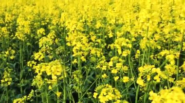 close-up field of blooming yellow turnip, yellow natural background
