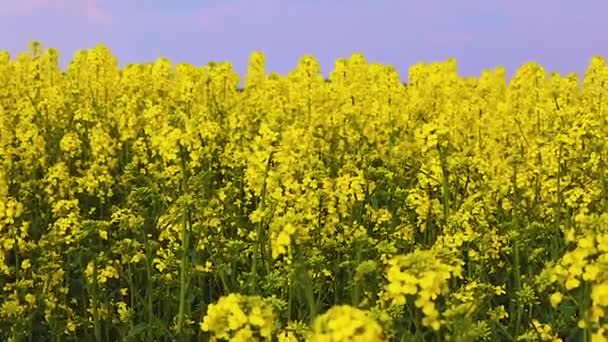 夕方の雲を背景に黄色の花を咲かせる畑下からの眺めウクライナの自然背景 — ストック動画