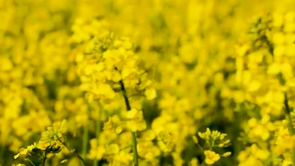 Blurred Close Field Blooming Yellow Turnip Yellow Natural Background — Stockvideo