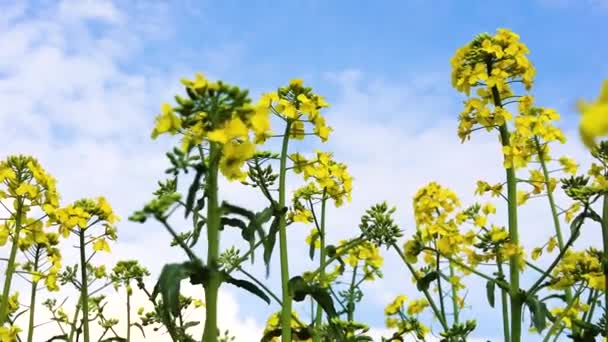 Kwiaty Płatki Kwitnącego Żółtego Przepakowywania Zbliżenie Błękitnego Nieba — Wideo stockowe