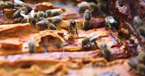 Rodzina Pszczół Rojących Plastrze Miodu Owady Pracujące Otwartym Drewnianym Ulu — Wideo stockowe