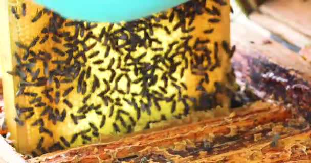 Hände Des Imkers Nehmen Den Rahmen Mit Honig Und Bienen — Stockvideo