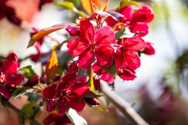 Gökyüzüne karşı çiçek açan pembe çiçekler, alttaki hayat