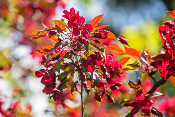 Gökyüzüne karşı çiçek açan pembe çiçekler, alttaki hayat