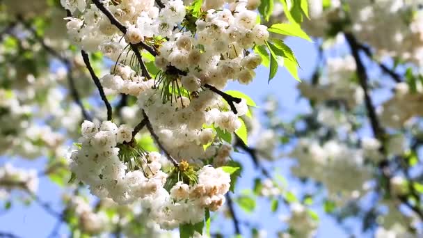 Vit Fågel Körsbär Blommor Gren Mot Blå Himmel Solig Dag — Stockvideo