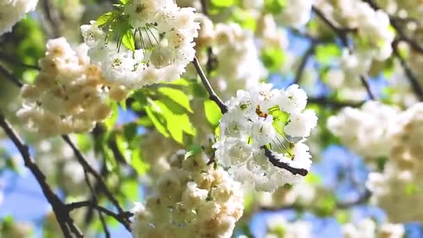 Vit Fågel Körsbär Blommor Gren Mot Blå Himmel Solig Dag — Stockvideo