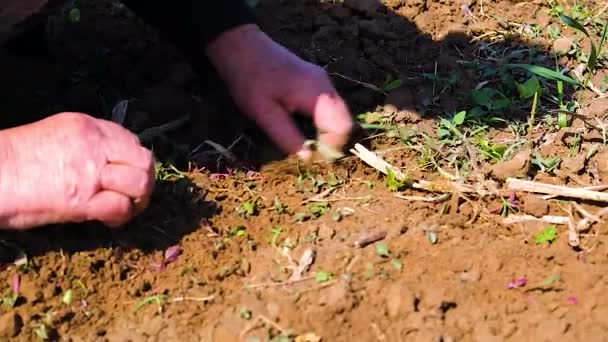 Фермерка Розриває Бур Яни Руками Сонячний День Між Культивованими Рослинами — стокове відео