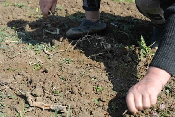 Çiftçilerin kadınları, ekili bitkiler ve dünya çevresi arasında güneşli bir günde elleriyle yabani otları temizliyor.