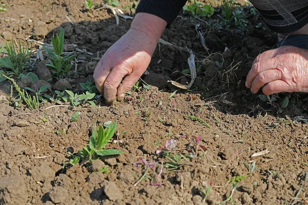 Çiftçi elleriyle yabani otları kırıyor güneşli bir günde, dünya çevresi de