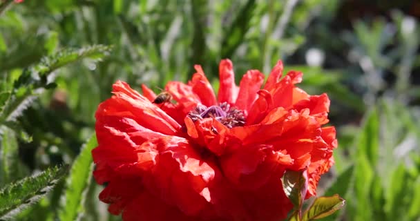 Memorial Day United States Red Poppy Flower Close Illuminated Sun — Αρχείο Βίντεο