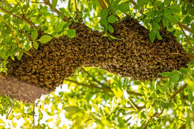 drone bee swarm flew out with a queen and stuck around a tree branch on a sunny day, Apitherapy, bottom view