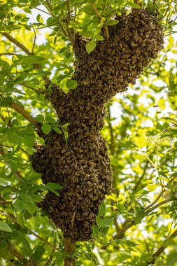 huge honey bee drone swarm flew out and stuck around the tree branches, view from below against the sun