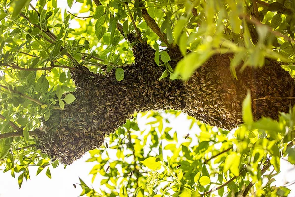 Huge Honey Bee Drone Swarm Flew Out Stuck Tree Branches — стоковое фото