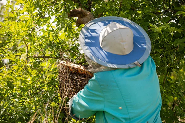 Imker Schutzkleidung Fängt Einen Schwarm Honigbienen Vom Baum Einen Korb — Stockfoto