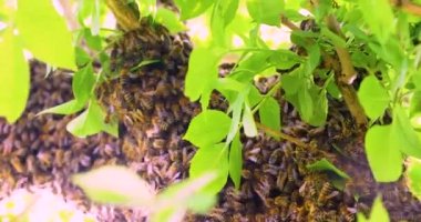 Yeşil yapraklı ağaç dalları üzerinde bir arı sürüsünün yakın çekimi, dünya çevresi günü