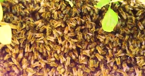Bee Swarm Drone Flew Out Queen Stuck Tree Branch — Αρχείο Βίντεο