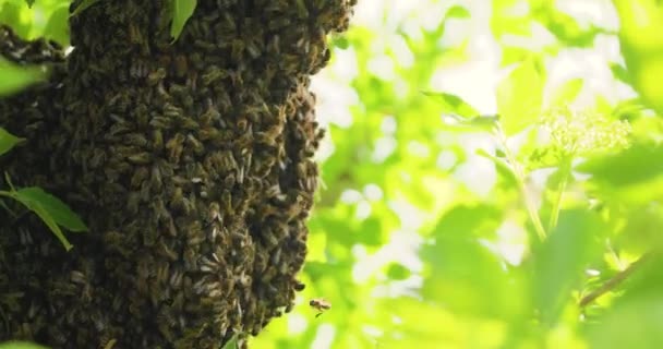 Ogromny Rój Dronów Pszczół Miodnych Wyleciał Utknął Wokół Gałęzi Drzew — Wideo stockowe