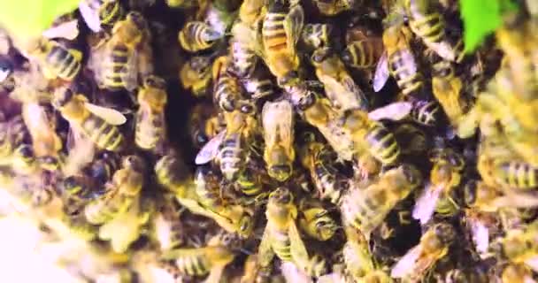 Zwerm Bijen Vloog Met Een Koningin Vast Rond Een Tak — Stockvideo
