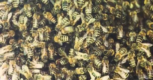 Zbliżenie Rozmazane Pszczoły Roi Się Gałęziach Drzew — Wideo stockowe