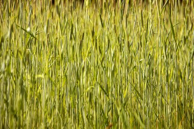 Güneşin aydınlattığı olgunlaşmamış yulafların arkaplanı, Belo 'nun güneş ışığına karşı tahıl mahsulü