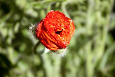Amerika Birleşik Devletleri 'nde bir anma günü, su tarafından aydınlatılmamış kırmızı bir gelincik çiçeği tomurcuğu.