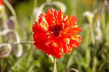 Amerika 'da anma günü, yakın kırmızı gelincik çiçeği. Güneşten yakın çekim.