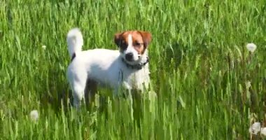 Cute young jack russell terrier sniffing out prey in a field with tall grass on a sunny day for a walk